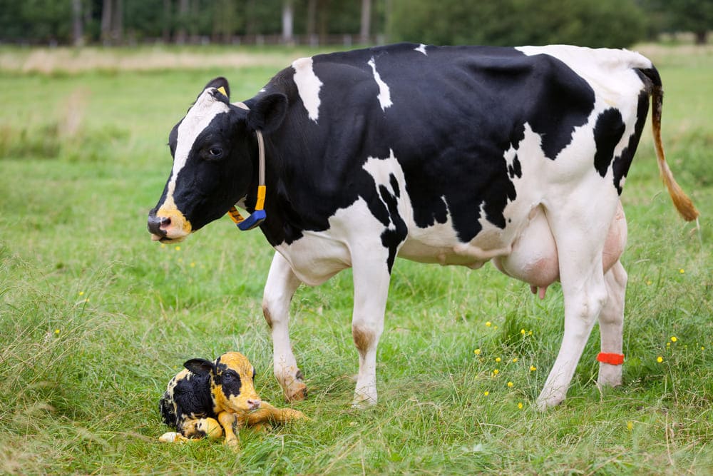 cattle-monitoring-and-management